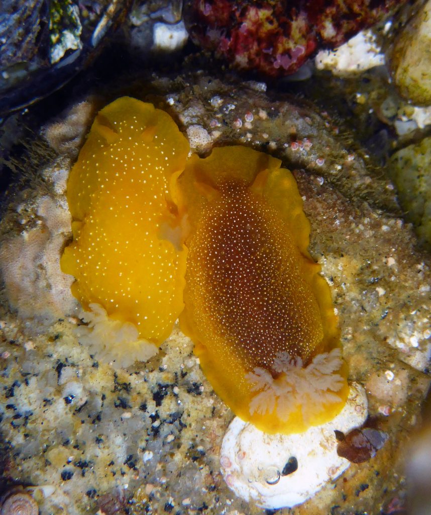 Doriopsilla-fulva-left-and-Doriopsilla-albopunctata-right-for-comparison, Carmel CA