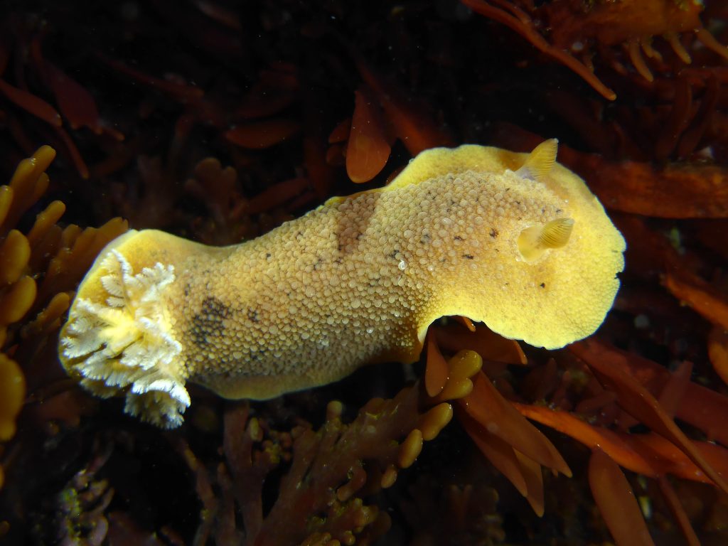 Geitodoris-heathi-Pacific-Grove-CA-Robin-Agarwal