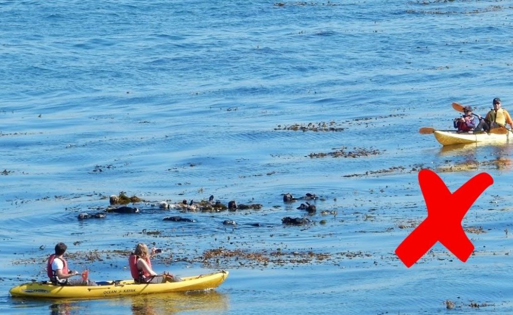 In the photograph above, the kayakers are trying to get a good photograph using their smart phones and are too close for comfort to the sea otters. The two kayaks are also encircling the sea otter raft, which can make the otters feel trapped and threatened. 