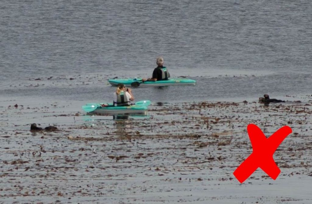 What not to do when viewing sea otters, get too close