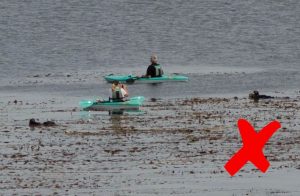 What not to do when viewing sea otters, get too close
