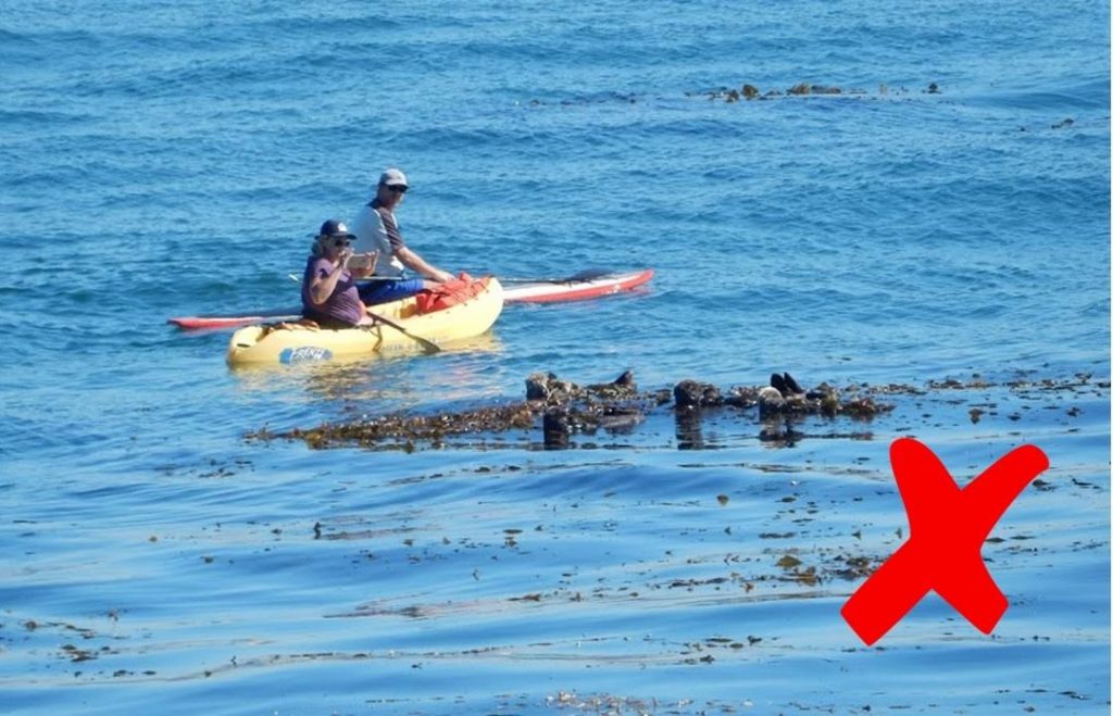 Too close paying attention to phone instead of sea otters