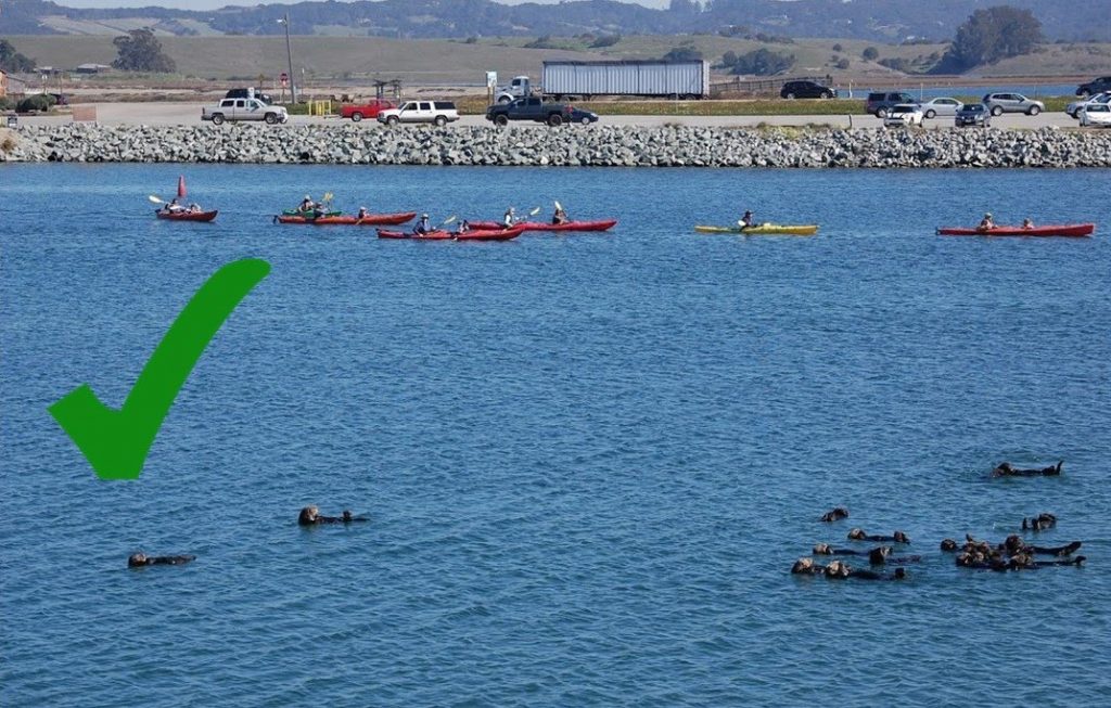 Good sea otter observation technique staying a good distance away