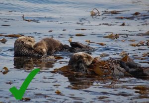 The best sea otter picture is one where the sea otters aren’t looking at the camera because they don’t even know you’re there. The photographer who captured this shot stayed quiet and kept far enough away from the otters so they could carry on resting, as they need to do to stay healthy.