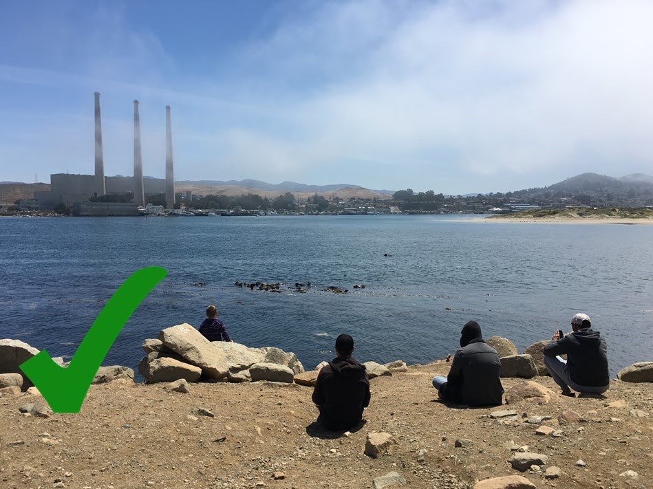 observers sit quietly and watch sea otters from the shore