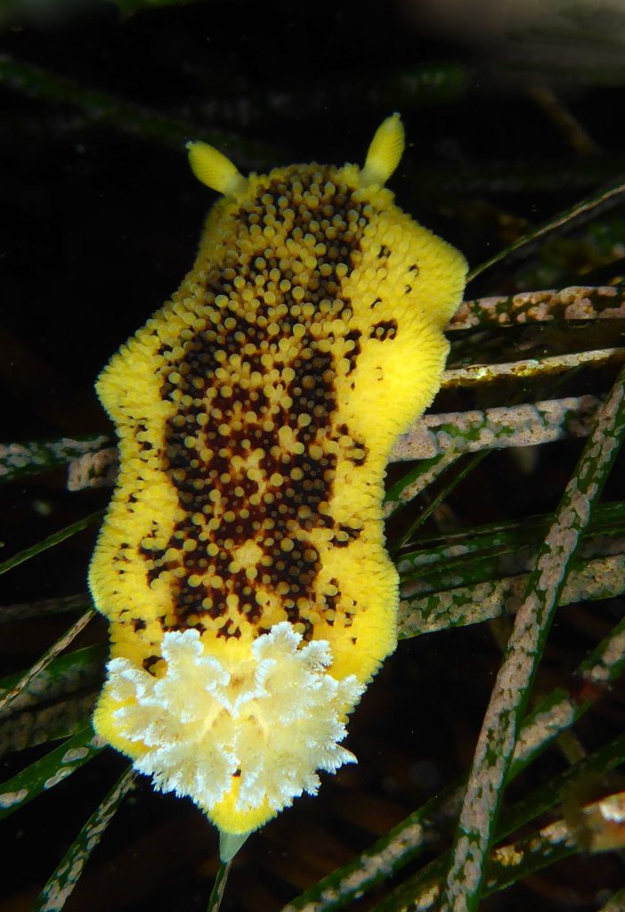 Peltodoris-nobilis