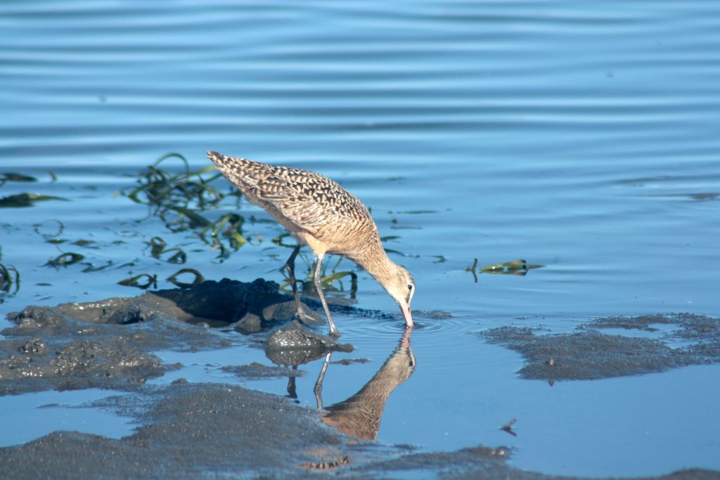 A bird forages for breakfast in small patch of eelgrass