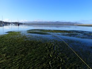 Shows eelgrass in the back bay