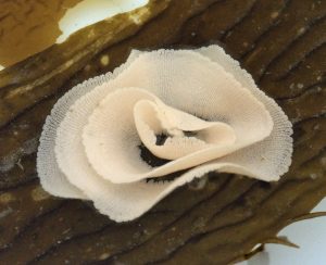 Eggs of Triopha maculata nudibranch