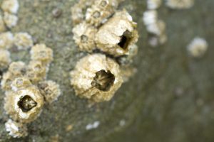 Barnacles in Morro Bay by Hassel Painter
