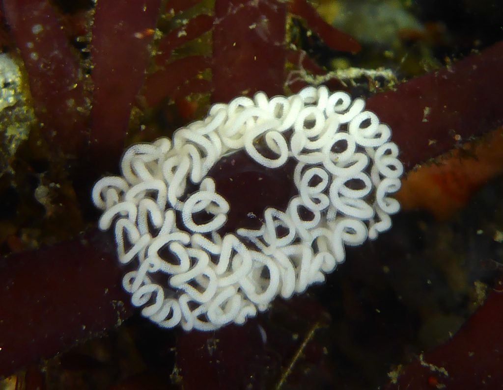 Opalescent nudibranch eggs, white and spiraling