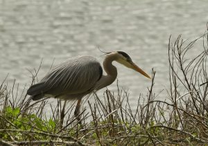 Blue heron hunts near Morro Bay Museum of Natural History