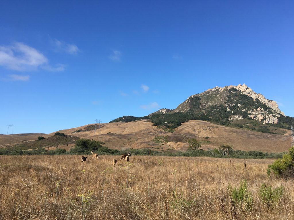 Deer spotted near the project site. 