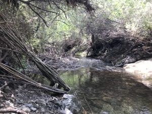 Creek channel with willow stakes