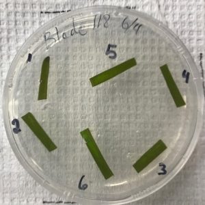 petri dish with eelgrass samples