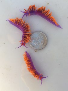 Spanish shawl nudibranchs