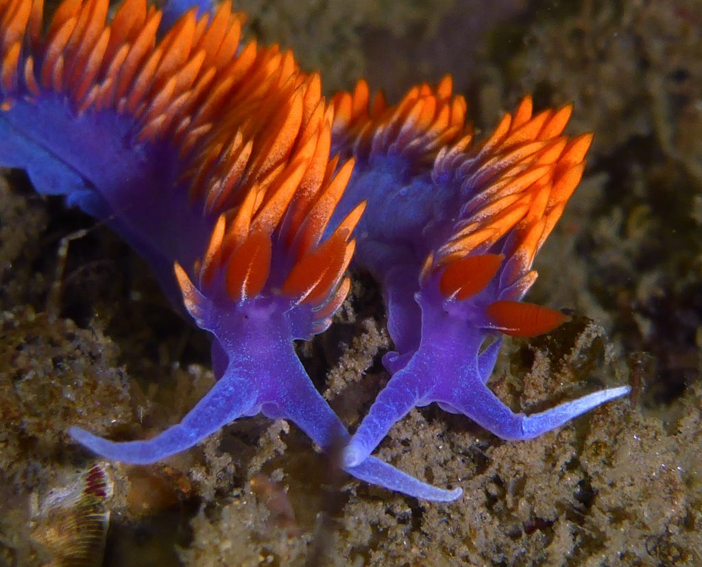 Two spanish shawl nudibranchs eat Eudendrium hydroids