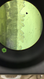 Microscope view of Labyrinthula creeping along the agar plate!