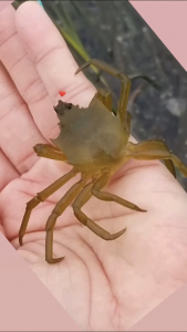 Kelp crab 