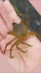 Kelp crab