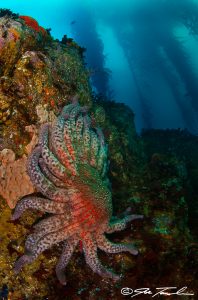 Sunflower star by Joe Tomole