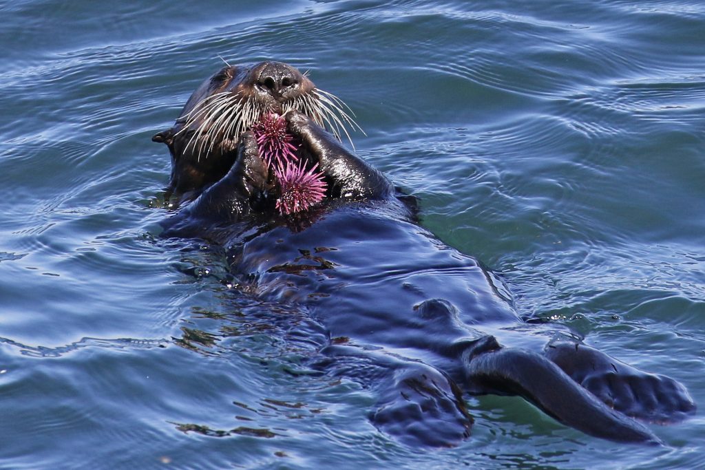 Adult sea otter eats a purple urchin.