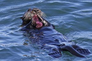 Adult sea otter eats a purple urchin.
