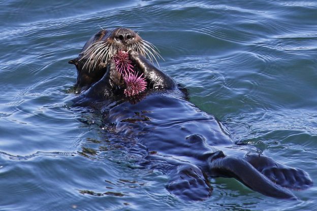 Cute Sea Otters Eating