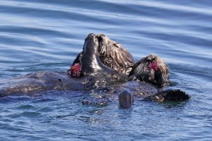 Mom sea otter and her pup eats a purple urchin.