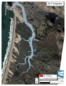 Map of eelgrass extend in Morro Bay.