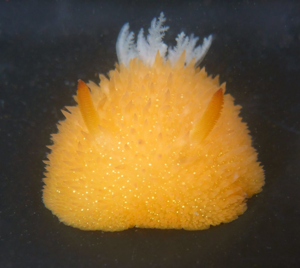 Acanthodoris lutea nudibranch smells like citrus or cedar