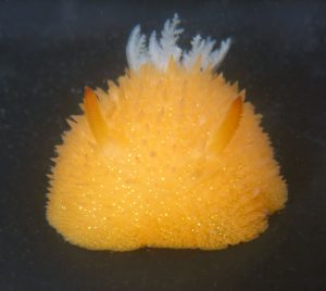 Acanthodoris lutea nudibranch smells like citrus or cedar