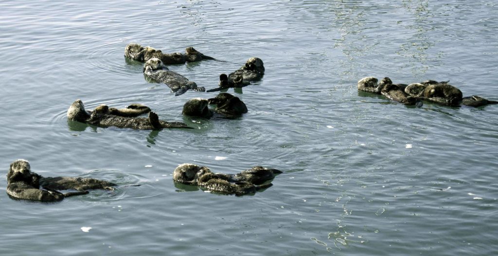 Sea otter raft in Morro Bay. Copyright Morro Bay National Estuary Program, mbnep.org.