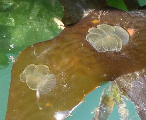 Two Melibe leonina nudibranchs