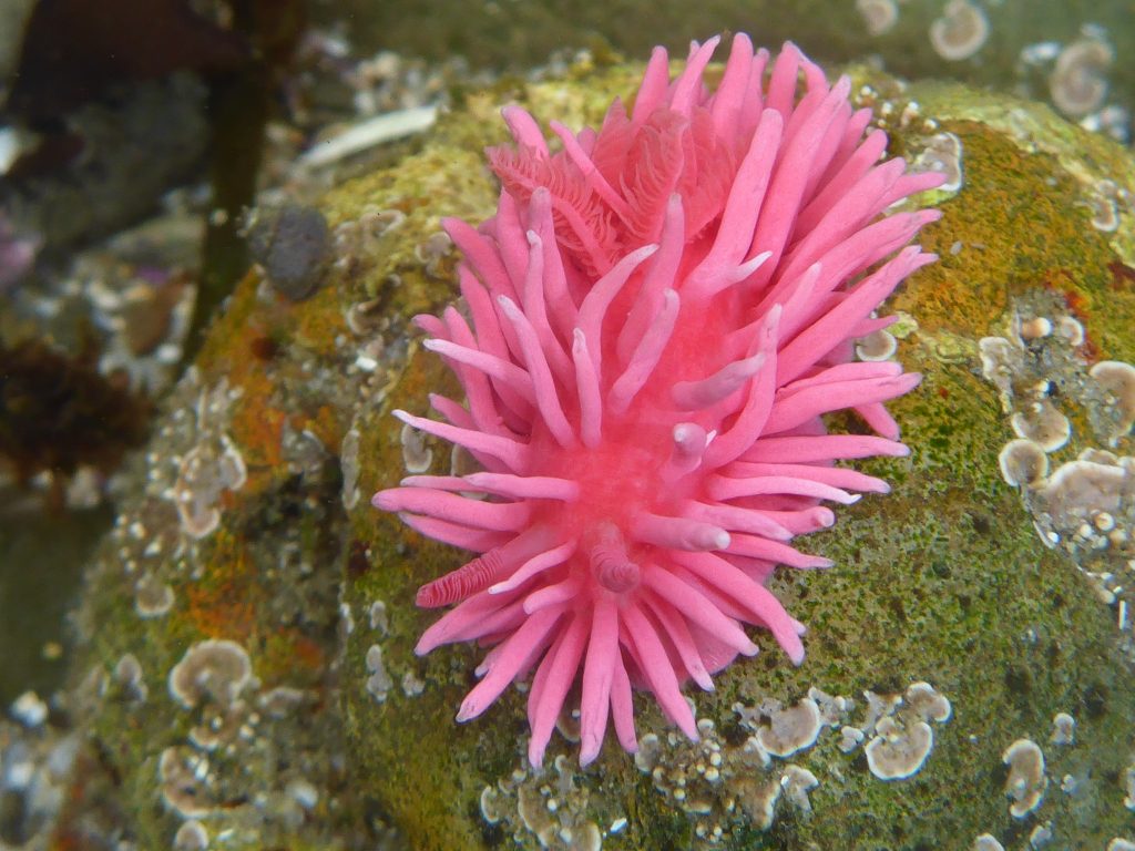 Hopkins's Rose nudibranch, birght pink, on a rock underwater