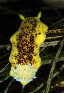 Peltodoris nobilis, commonly called a sea lemon