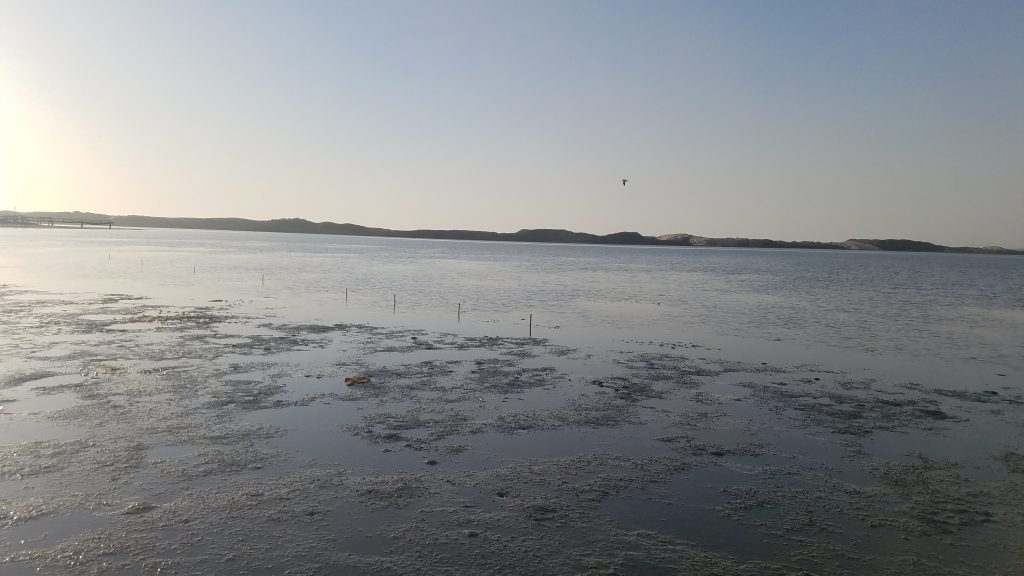 Mudflats and eelgrass patches near Mitchel Drive in the back bay. 