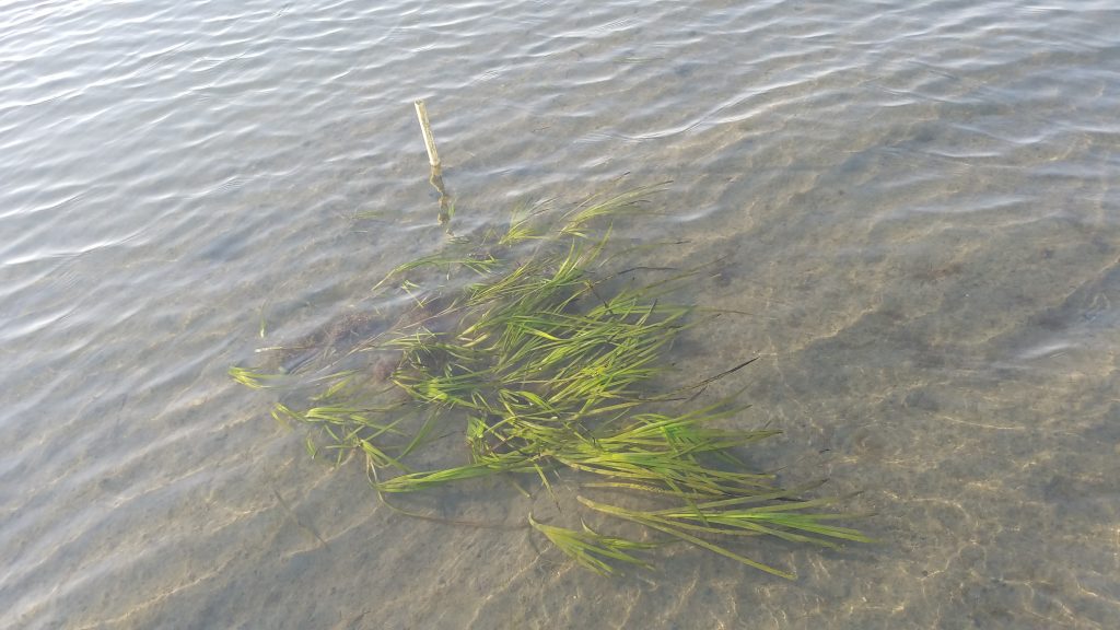 A patch of eelgrass underwater, near the back bay. Spotted during field work. 