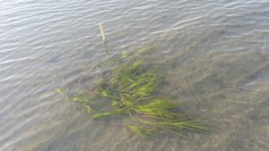 A patch of eelgrass underwater, near the back bay. Spotted during field work.