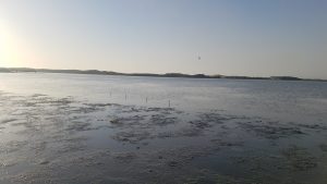 Mudflats and eelgrass patches near Mitchel Drive in the back bay.