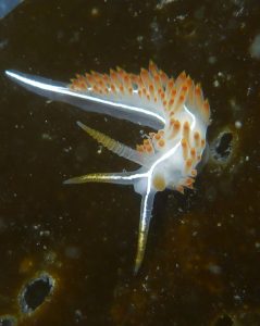 Three-lined Aeolid photographed in Morro Bay by Robin Agarwal