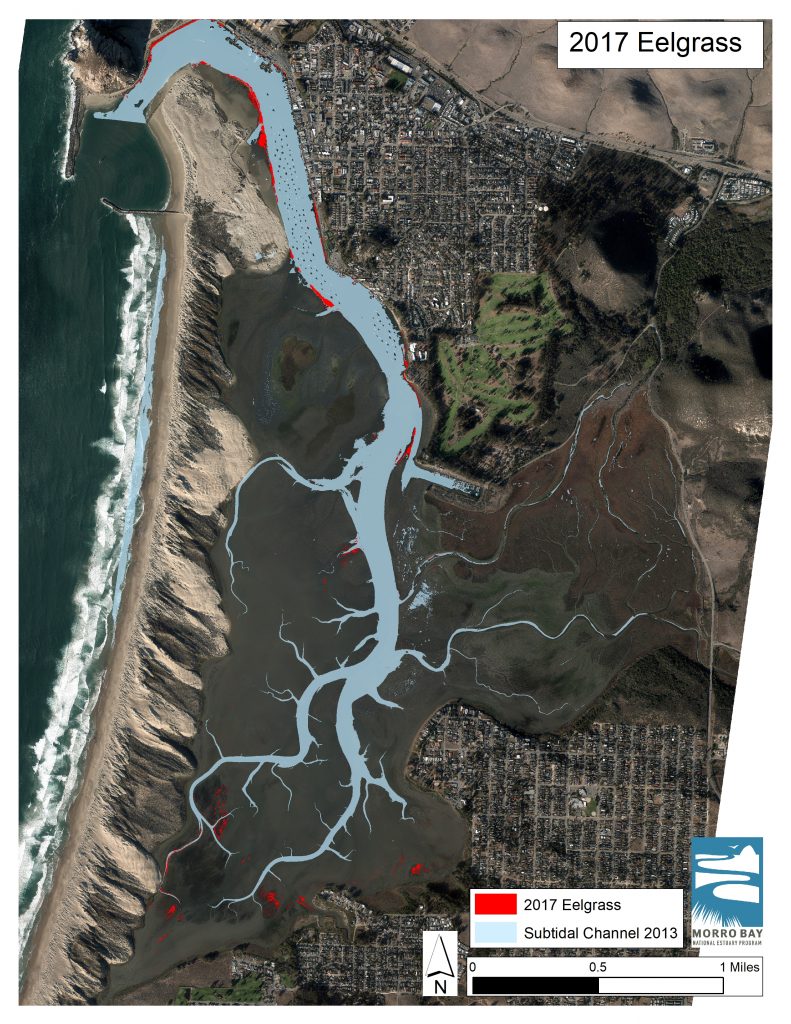 This shows the distribution of eelgrass in December of 2017. 