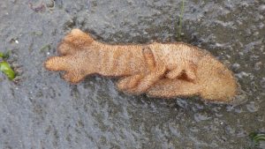 zoans are sometimes called “moss animals” This one (potentially a Leather Bryozoan?) is often found in high energy wave areas in the intertidal zone. It likely got dislodged during high waves and washed into Morro Bay, where we found it along the intertidal zone on the sandspit.