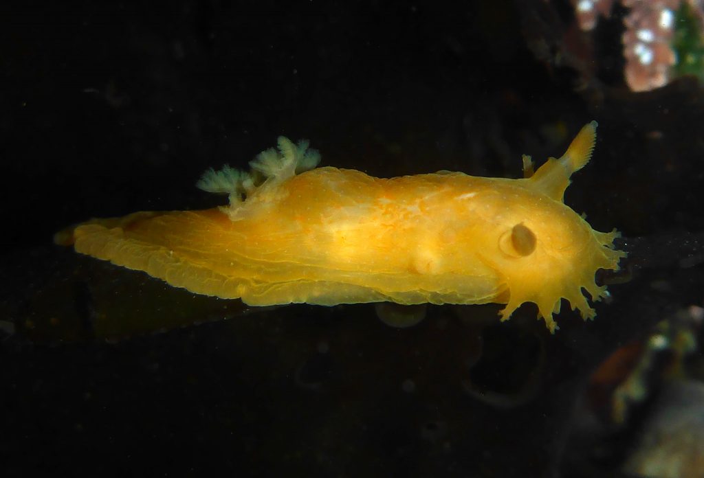 Solid ochre Triopha maculata, Pescadero, CA, Robin Agarwal