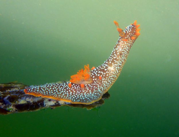 Triopha Maculata Sun Salutation, photographed in Santa Cruz, CA by Robin Agarwal