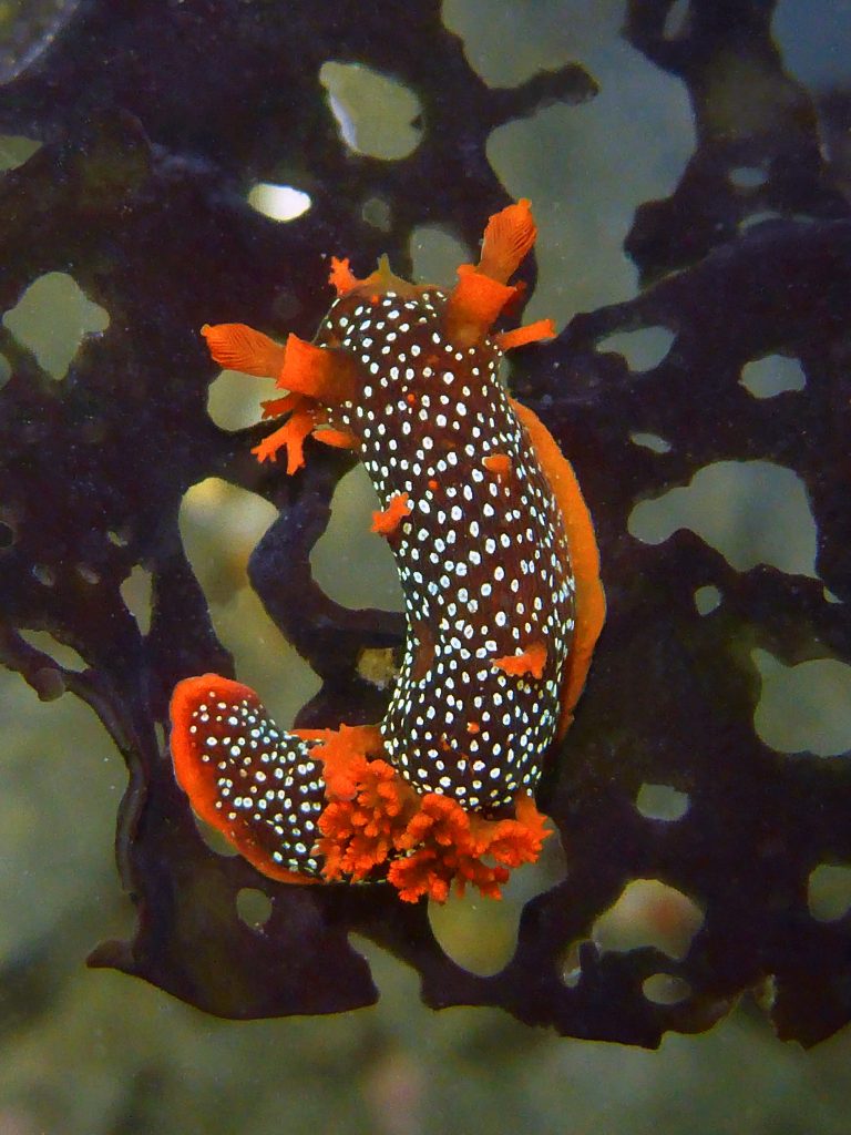 Triopha maculata dark variant, Pescadero, CA, Robin Agarwal.