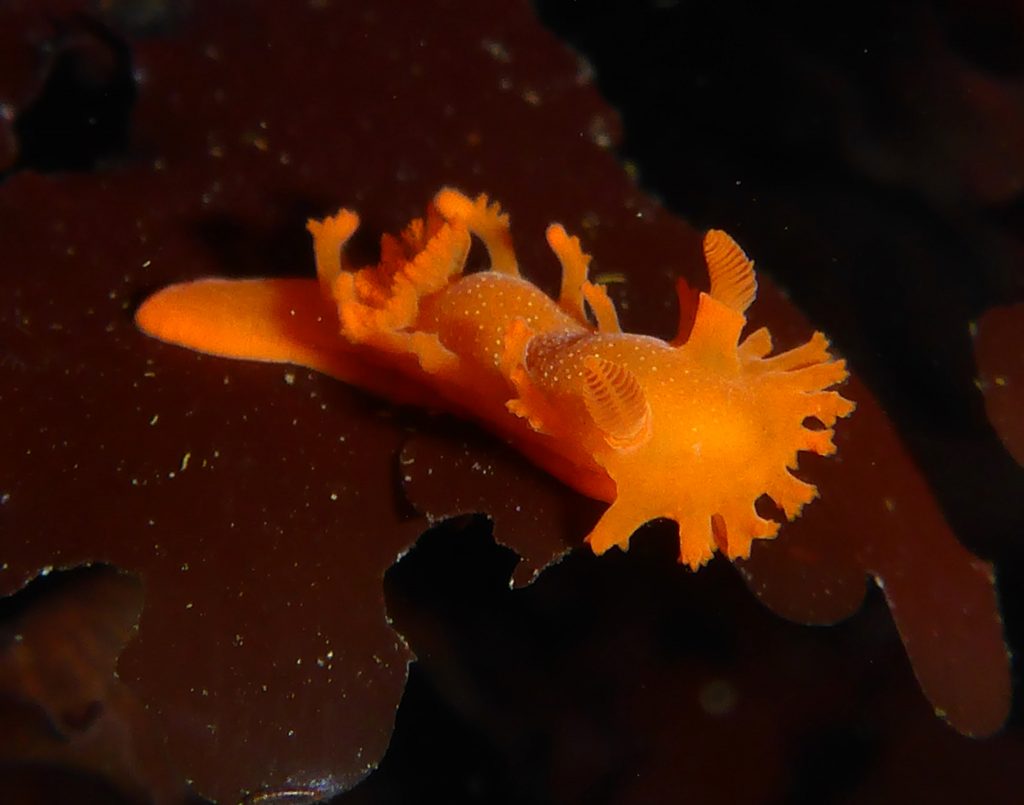 Triopha maculata dark variant juvenile, photographed in the Fitzgerald Marine Reserve, CA by Robin Agarwal.