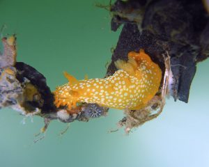 Triopha maculata, light variant, Santa Cruz, CA Robin Agarwal