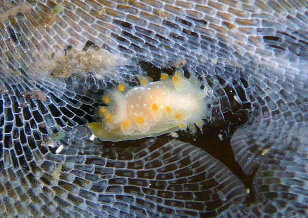 Triopha maculata light variant juvenile, Morro Bay, CA Robin Agarwal