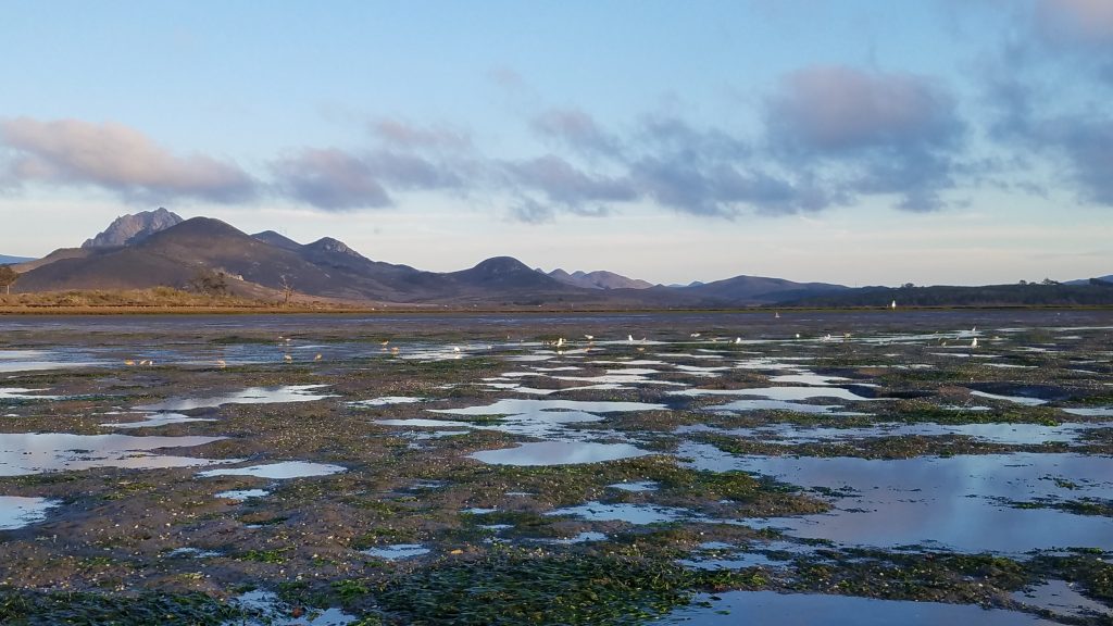 Morro Bay estuary with bat ray pits, Morro Bay National Estuary Program
